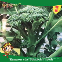 Suntoday Новый сад семена каталог овощных покупка Ф1 органические семена онлайн heriloom брокколи семена choysum(A42006)